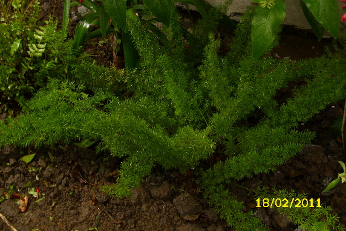 asparagus densiflorus sprengeri - plantele mele