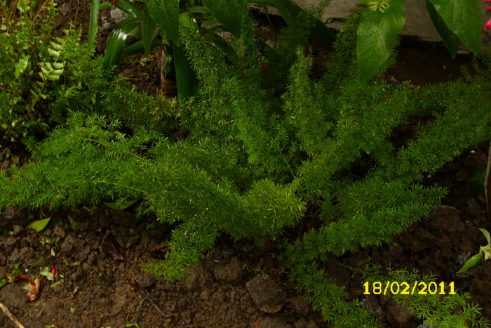 asparagus densiflorus sprengeri