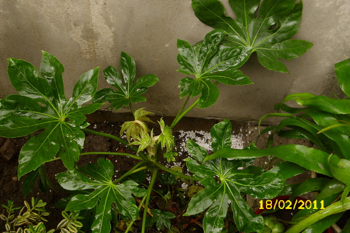 fatsia japonica - plantele mele