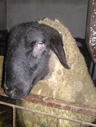 berbec suffolk 9 luni 100 de kg