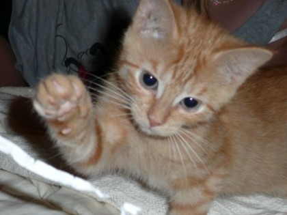 kitty - urgenta