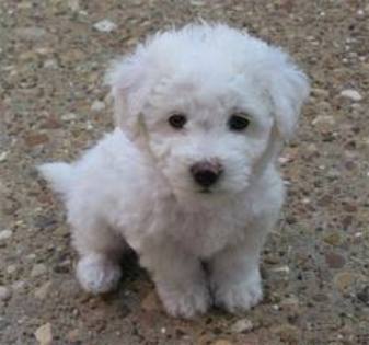 bichon