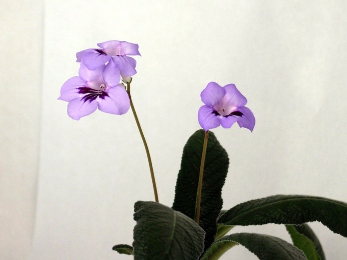 SG104628 - ZZZ-Alte Gesneriaceae