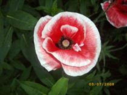 PURVBDNBMMQTEJBCIKX - FLORI
