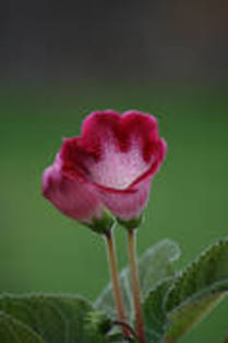 PZOGRSIQBVWFYGXHBGR - FLORI