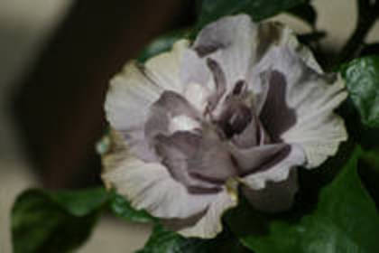 QZXPEESVRUUUFPDBDSI - FLORI