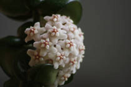 SDHFPTWISEECDEOXMDC - FLORI