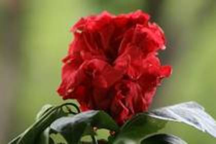 SOLUXCFOKPKFDHRXMRC - FLORI