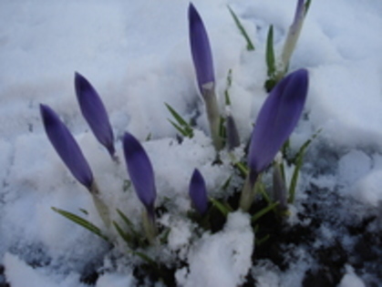 11837827_DNEIZNETB - FLORI