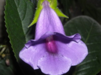 Sinningia BLUE - Minisiningia si Gloxinia