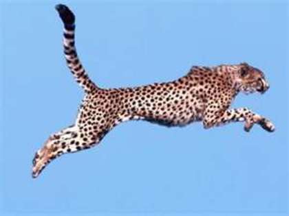 jaguar - oracol 8