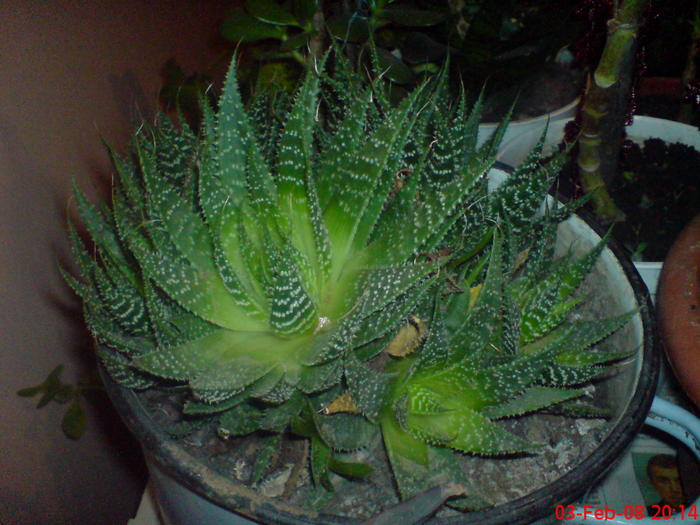 DSC00017 - 2 aloe aristata hau