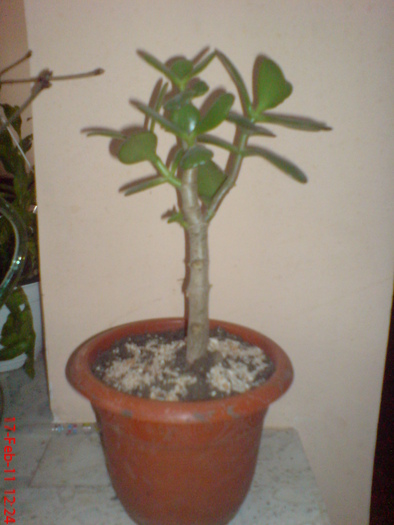 DSC00042 - 2 Crassula ovata