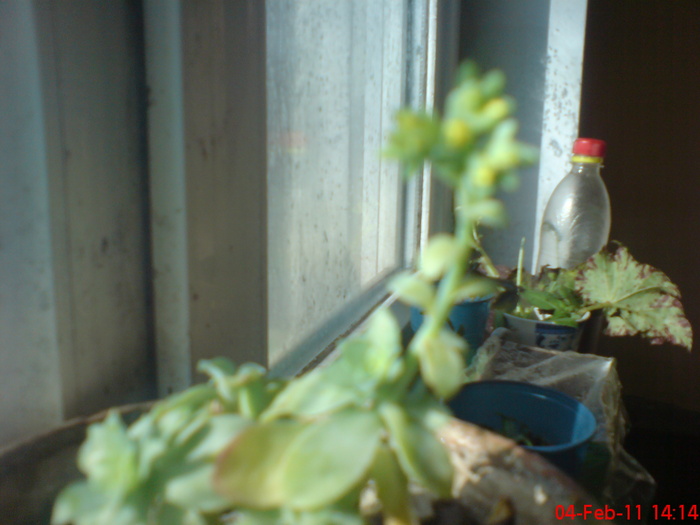 DSC00182 - 2 aeonium arboreum