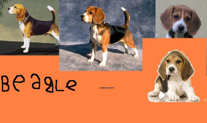 cadou un poster cu rasa beagle - revista puppy nr 2