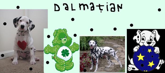 dalmatian34