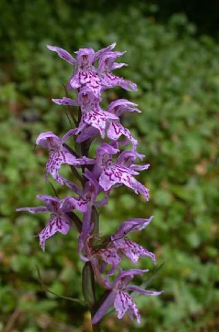  - gradina lui nenea jorj