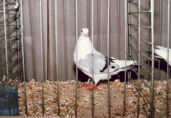 Cafeniul Batrinu-1992; porumbel de mare zbor si joc
