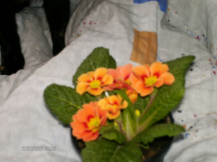 februarie_ 022 - primula