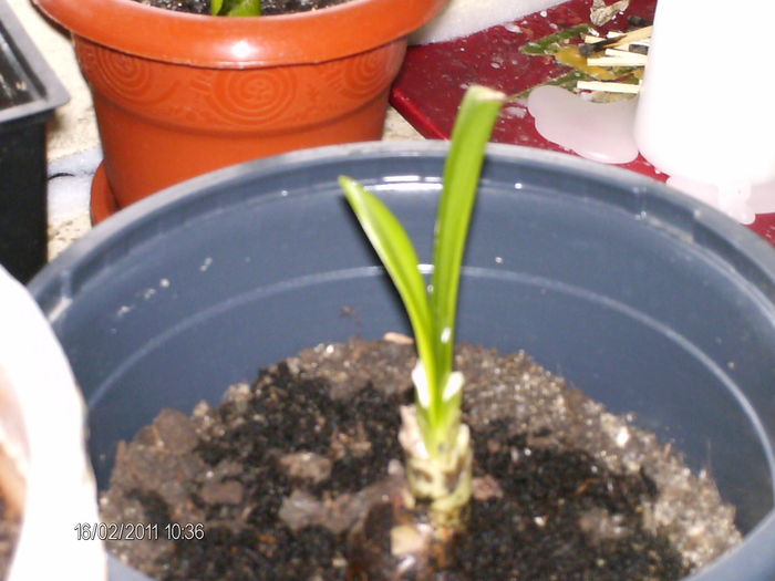 puiul de crin creste