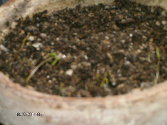 primele fire de marar