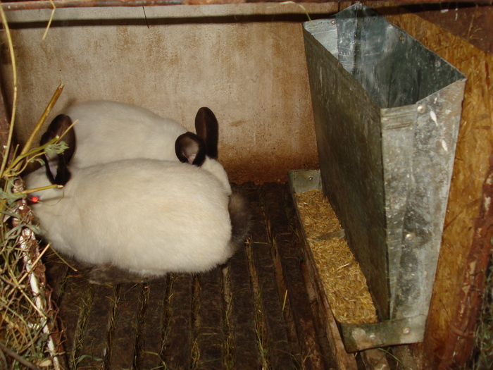 DSC00058 - hranitori iepuri