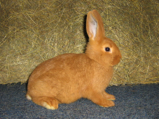 rezultatul se vede - 4atentie cind cumparati iepuri