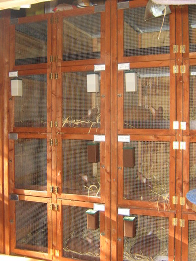 custile neozelandezilor -rosii - 4atentie cind cumparati iepuri