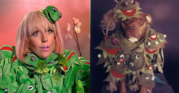 Lady-Gaga-Frog-dog - Catei cu tinute lafel ca Lady GaGa