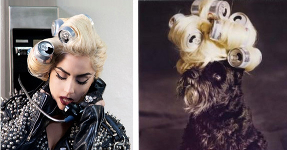 lady-gaga-dog-can - Catei cu tinute lafel ca Lady GaGa