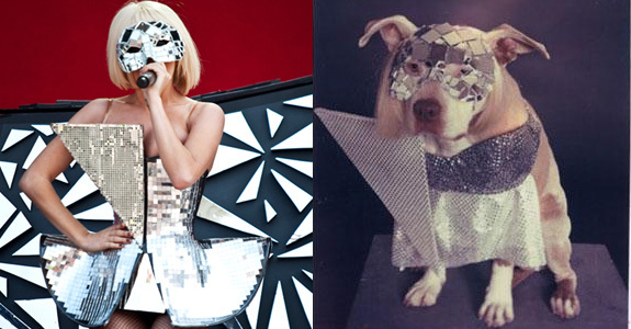 lady-gaga-disco-dog - Catei cu tinute lafel ca Lady GaGa