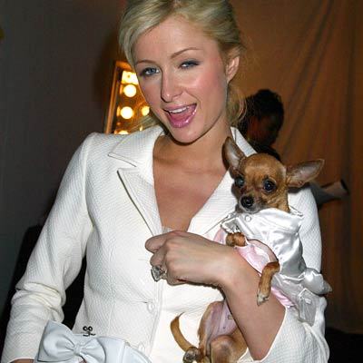 paris_hilton_tinkerbell_dog[1]