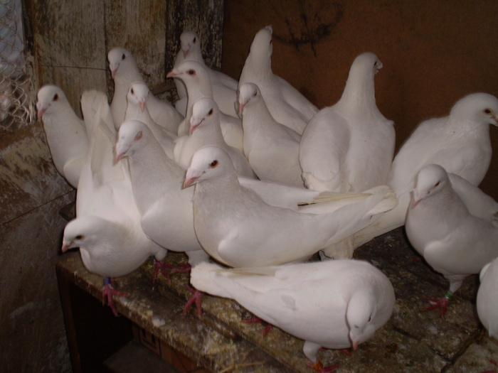P4010026 - porumbei   albi pentru nunta