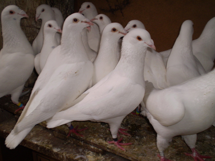 P4010027 - porumbei   albi pentru nunta
