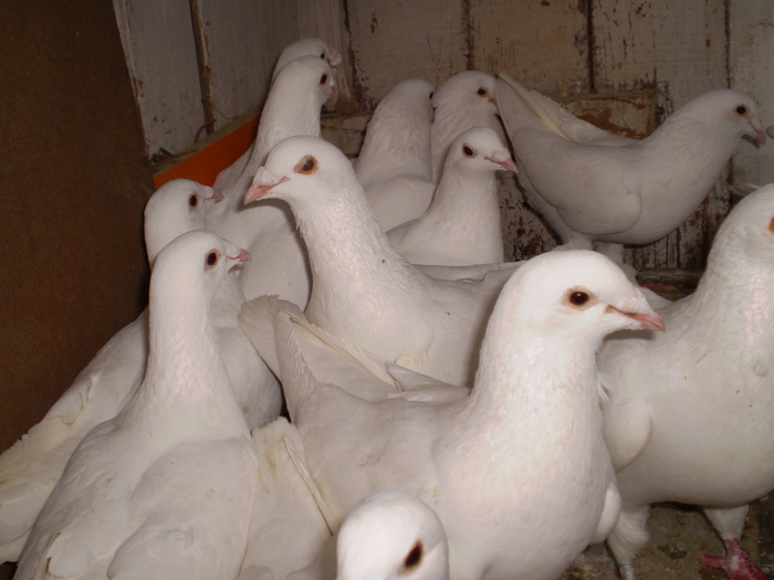 P4010031 - porumbei   albi pentru nunta
