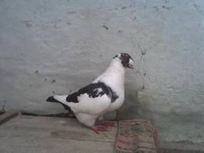 porumbita; americani
