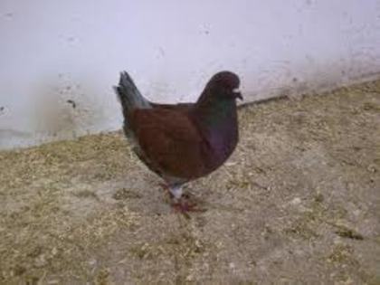 porumbita; americani
