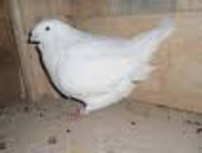 porumbita; americani
