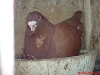 porumbita; americani
