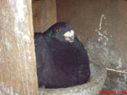 porumbita; americani
