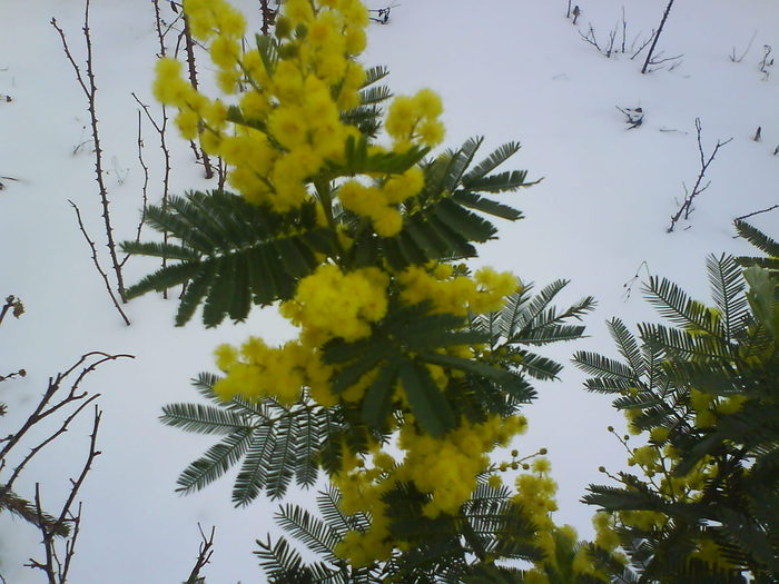 DSC04018 - albitia sau MIMOSA de vanzare