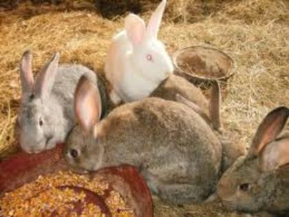 dragalasi; urias german
