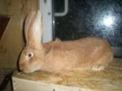 iepuroi; urias germn
