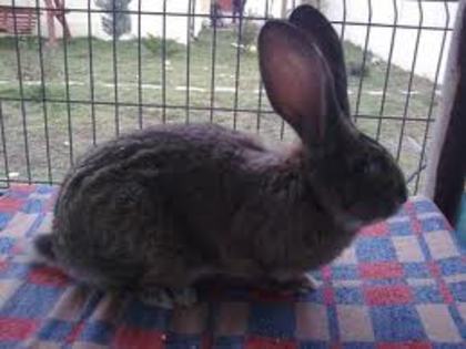 iepuroaica; urias german
