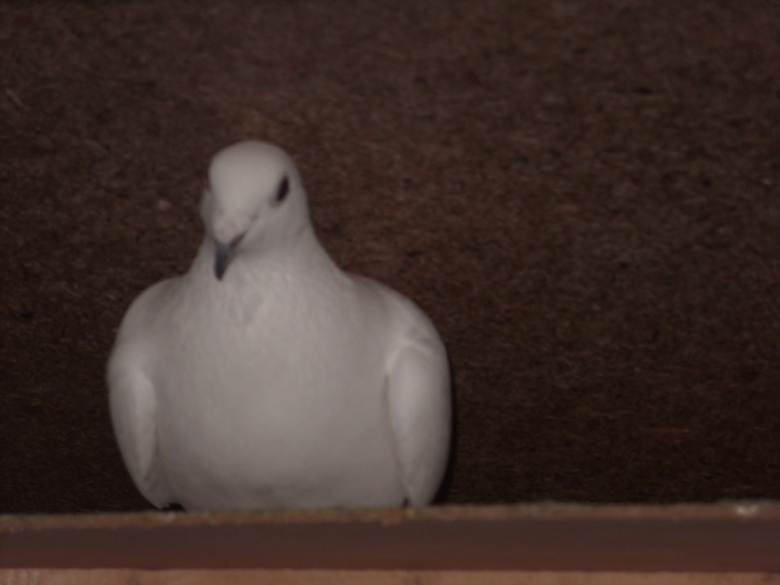 femela natural cu cioc negru