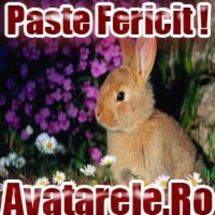 paste fericit!