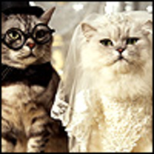 Groom-&-Bride-cats