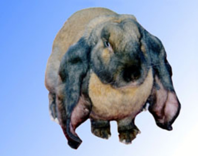 berbec englez t