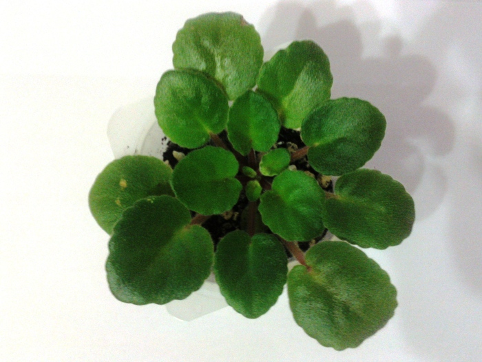 19feb2011 (1) Ness Cranberry Lace