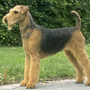 airedale-terrier_170 - 186 Dogs-Airedale Terrier